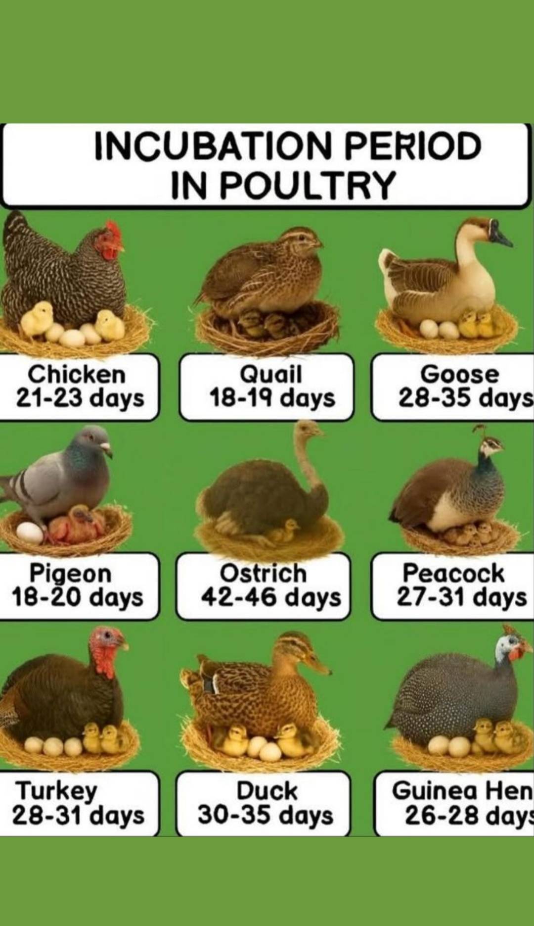 QUICK TIP:
Incubation in poultry terms is the process of developing and hatching fertile eggs into c...