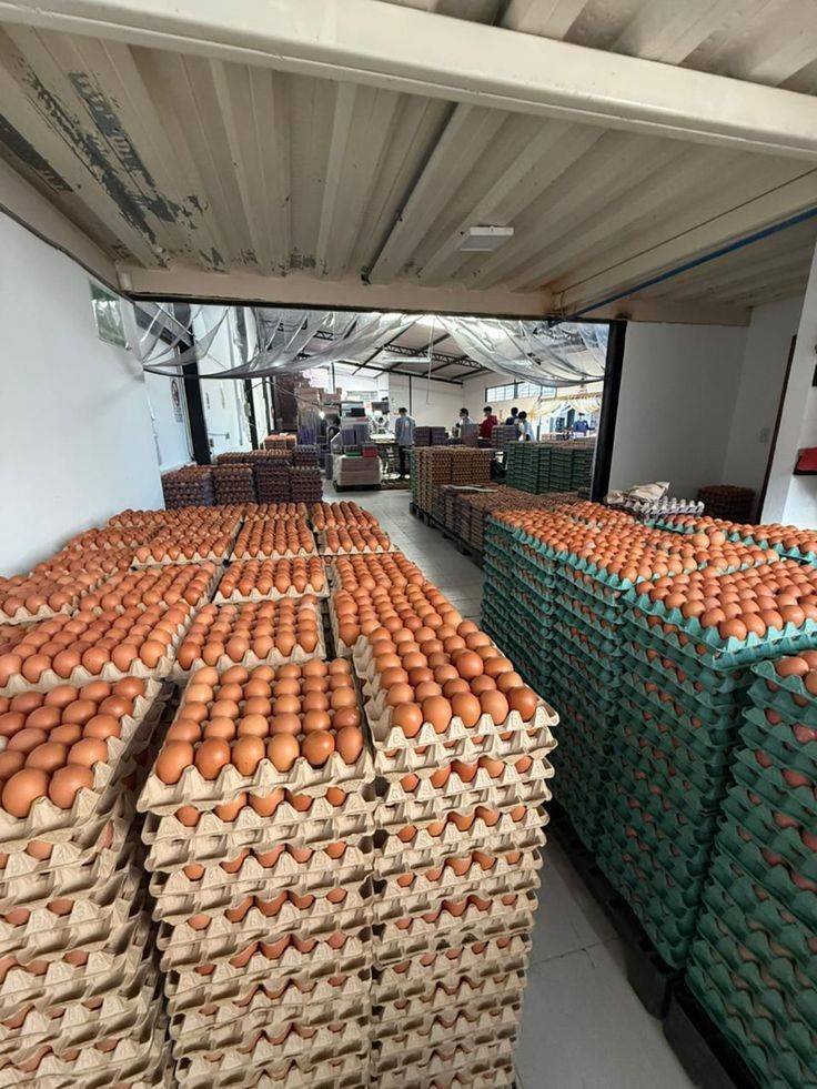 HOW TO STORE YOUR EGGS FOR LONG AS A FARMER:
🐔Keep Eggs Cool Immediately
Store farm-fresh unwashed...
