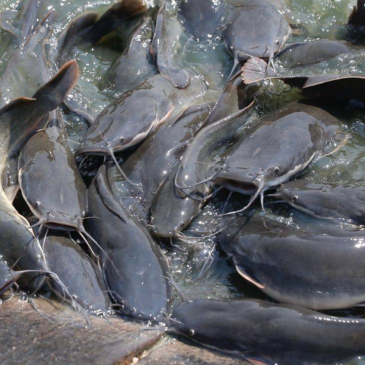 QUICK TIP : Mortality in fishery refers to the deaths of fishes from stress, disease, poor conditio...