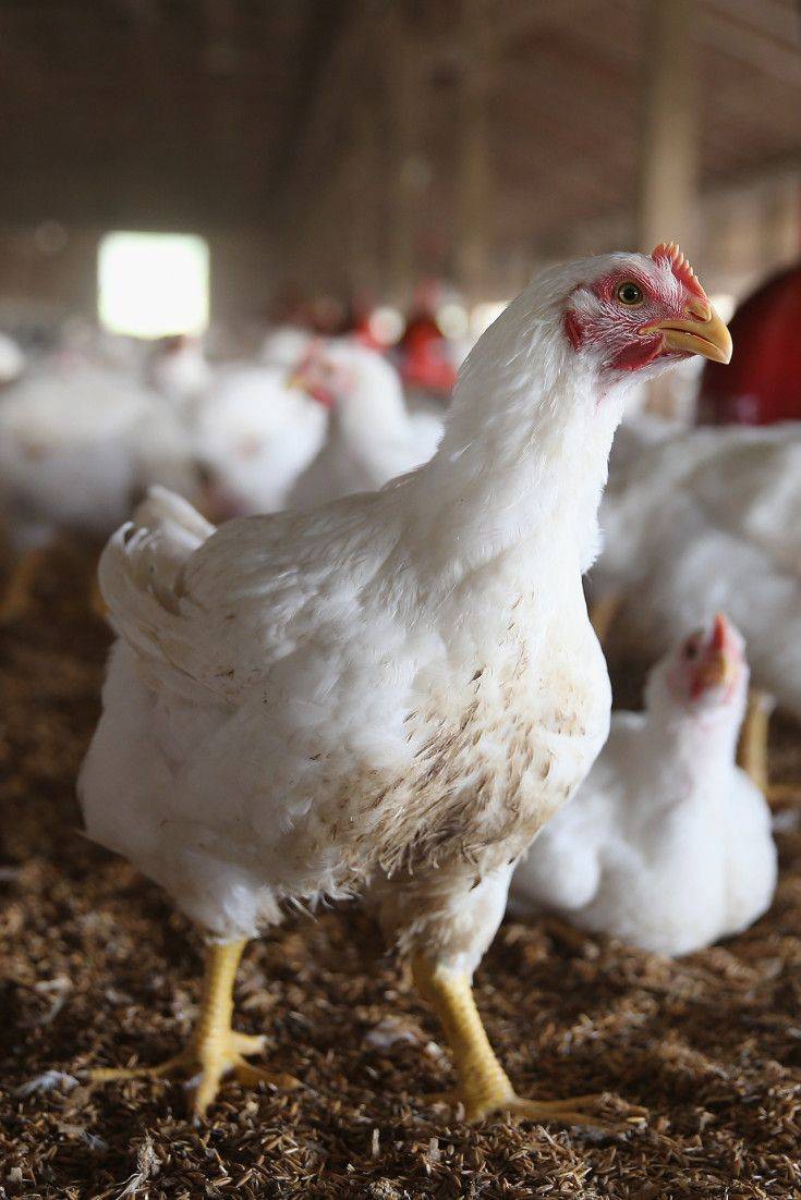 TODAY'S SECRET: 
Do you know that Chickens have Cognitive Abilities?. 
They recognize over 100 indiv...