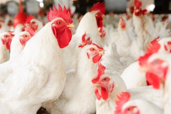 HOW TO VACCINATE YOUR BIRDS PROPERLY.
Vaccinating broilers is a key part of flock health managemen...