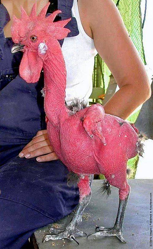TODAY'S SECRET:
Featherless chickens, also called naked chickens are a real breed of domestic chick...
