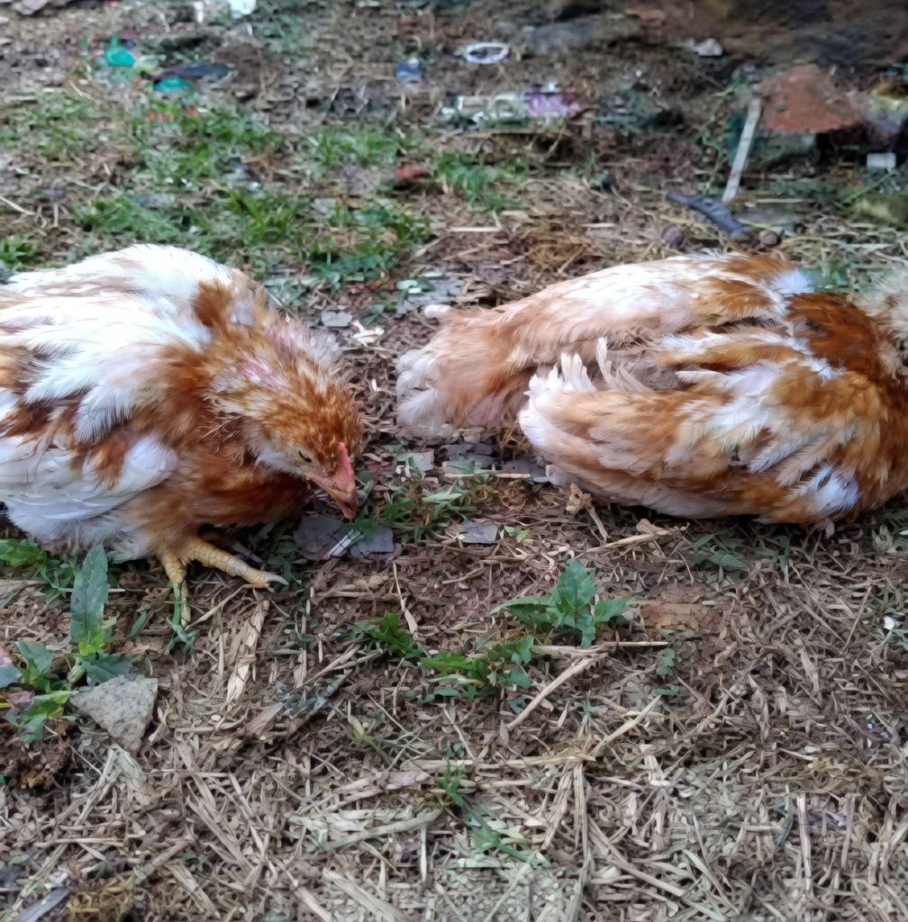 π¨ Gumboro Outbreak Alert: Save Your Flock Before Itβs Too Late!
Gumboro disease (Infectious Bursa...