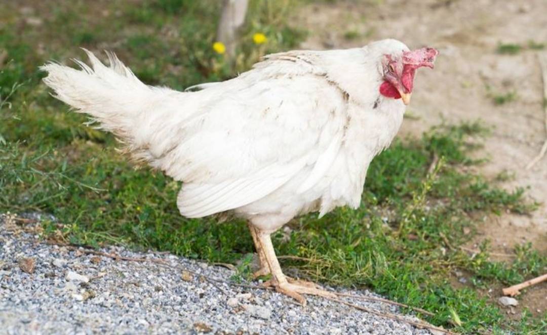 NEWCASTLE DISEASE VIRUS IN POULTRY:
Newcastle disease (ND) is a highly contagious and often severe...