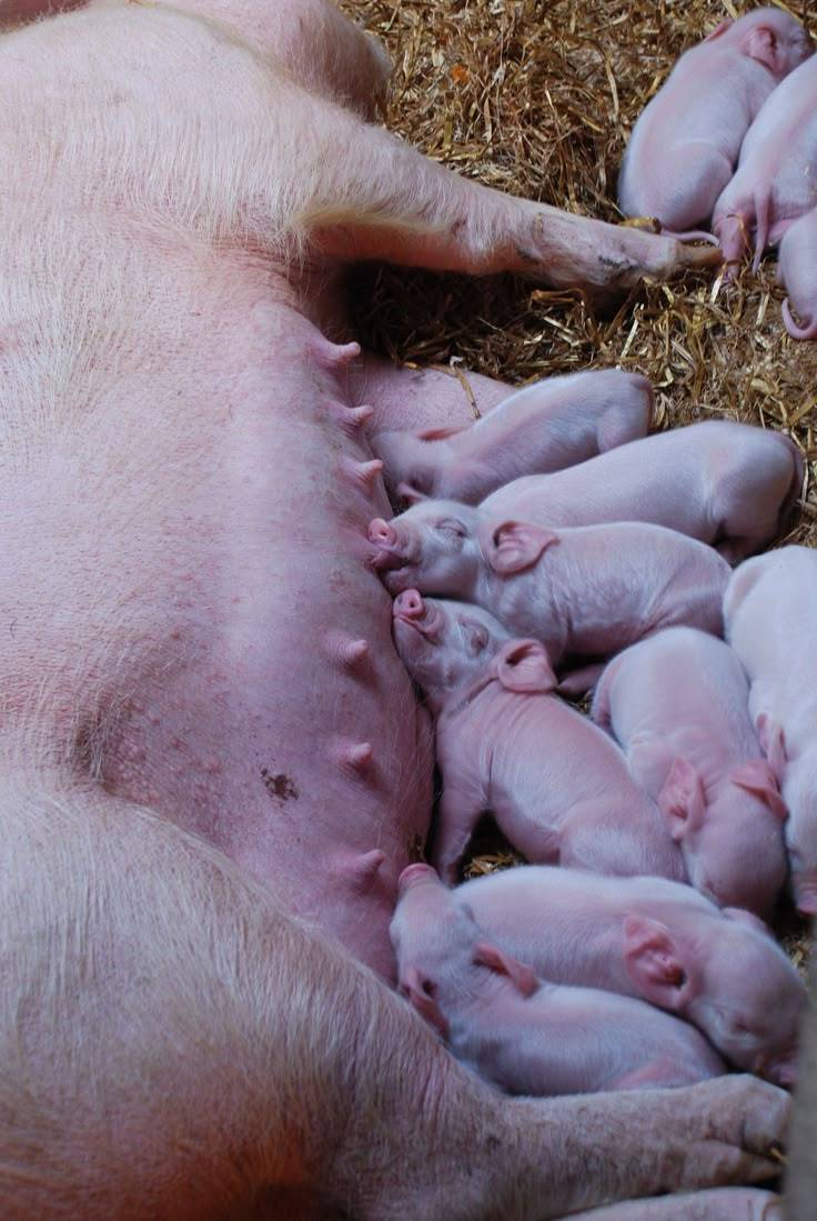 BREEDING MISTAKES TO AVOID IN PIGGERY:
A common error among beginner pig farmers is pointing the fi...
