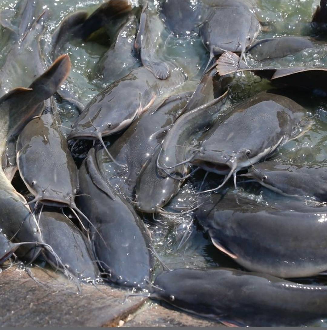 SALT : The Unsung Hero of Fish Farming! ๐ง
Did you know a little salt can save your entire pond?
In...