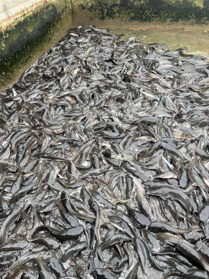Quick Tip : Don't feed your fishes before changing their water Rather change water before feeding. Y...