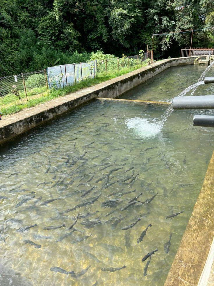 TODAY'S SECRET:
The 70/30 Rule in Fish Farming – Game changer for water-scarce areas!
While Changin...
