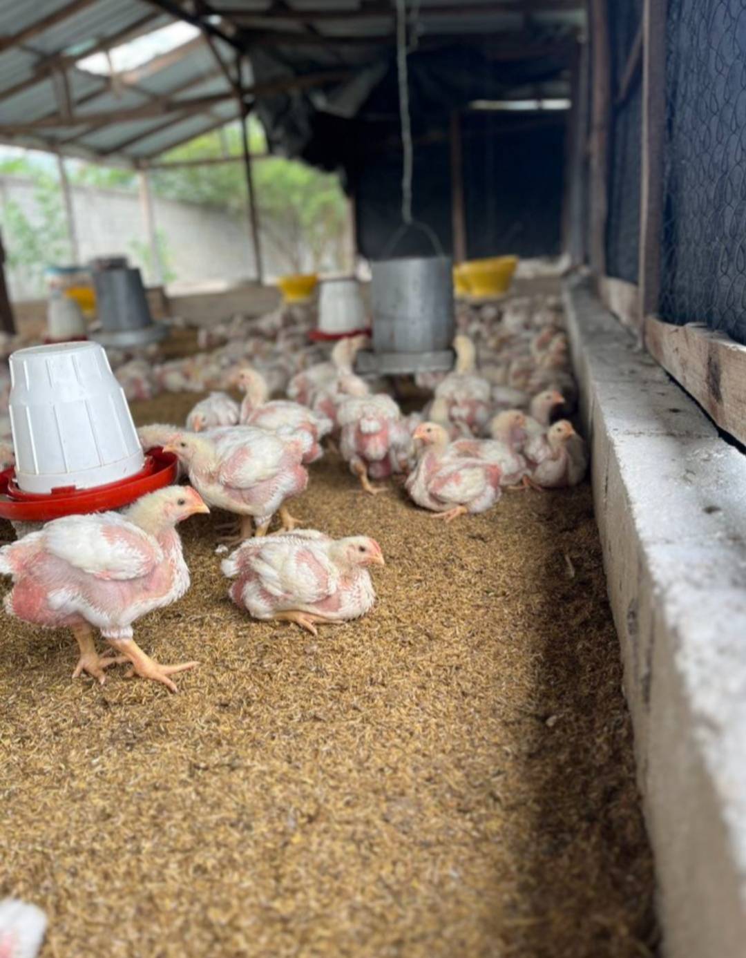 π Warning to All Poultry Farmers!
Don't Sabotage Your Own Flock! Fellow Lekeelekee farmers, after...