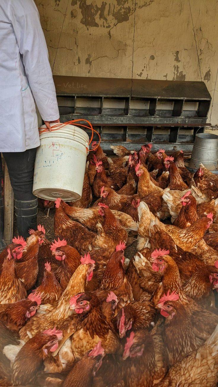 TODAY'S SECRET:
Don't Vaccinate a Sick Bird – Treat First!.
Healthy birds get protected. Sick birds...