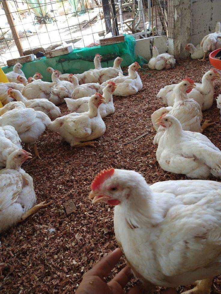Poultry Wisdom: 🐔
One Man’s Meat, Another’s Poison
What works perfectly for Mr A can finish Mr B....