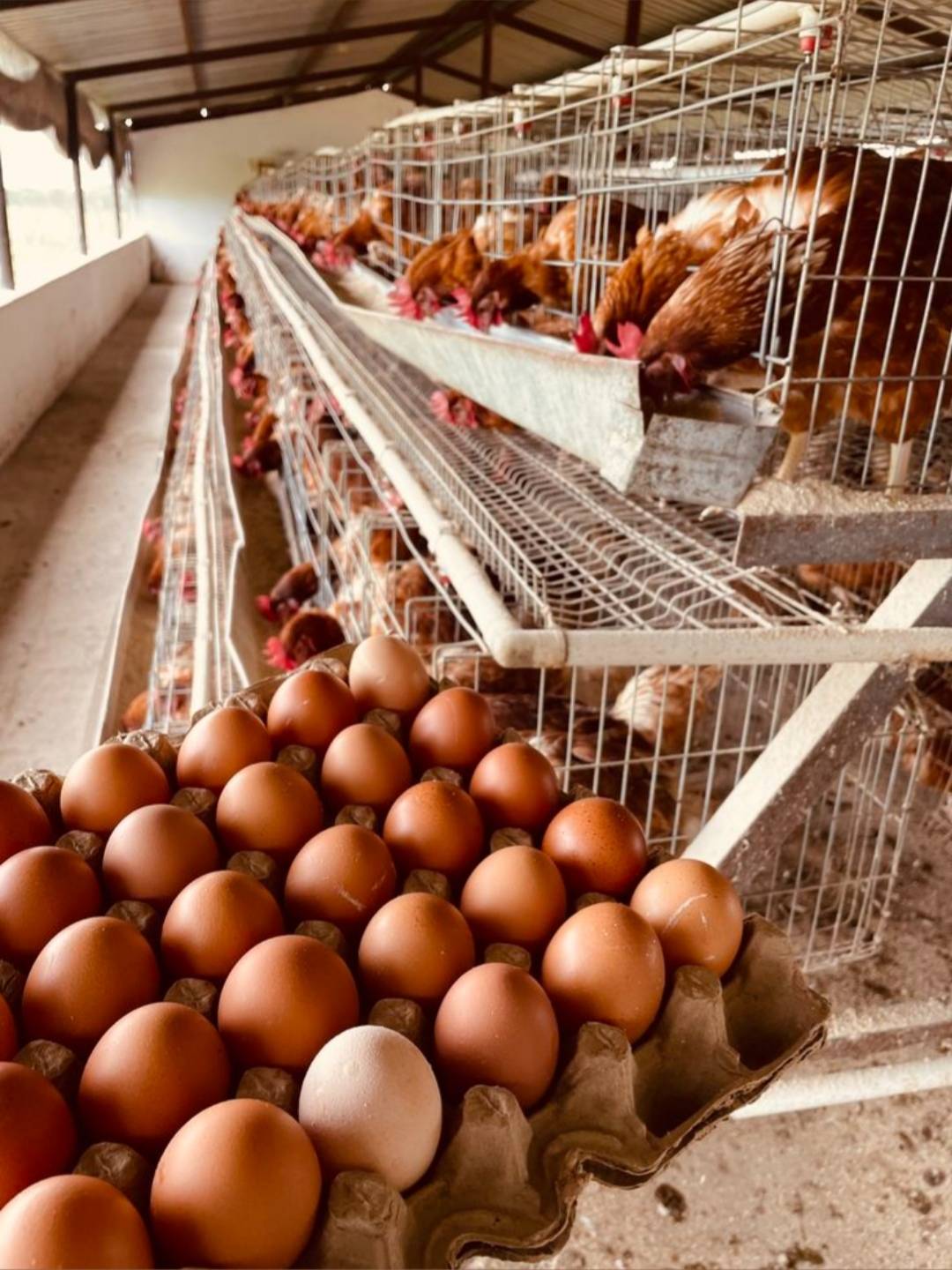 🐔 BROILERS VS LAYERS: Which One Should You Raise in 2026?
Choosing between Broilers and Layers can...