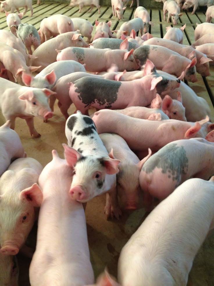 🐷 Why Piggery is a Hidden Goldmine in Africa Right Now!
Thinking of diversifying beyond poultry an...