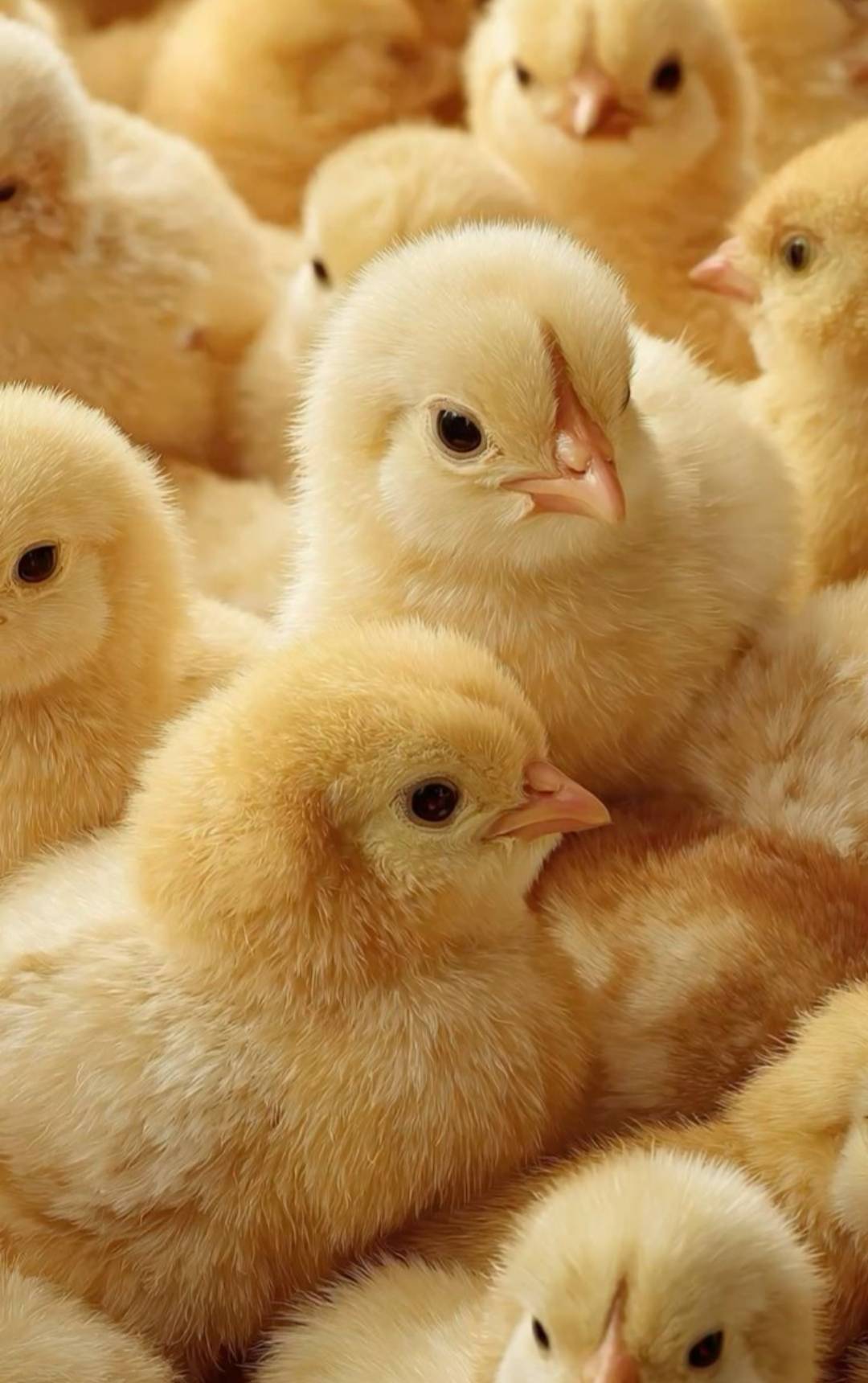 π Best Broiler Breeds in Nigeria β Which One Should You Raise?
Looking to crush it in poultry farm...