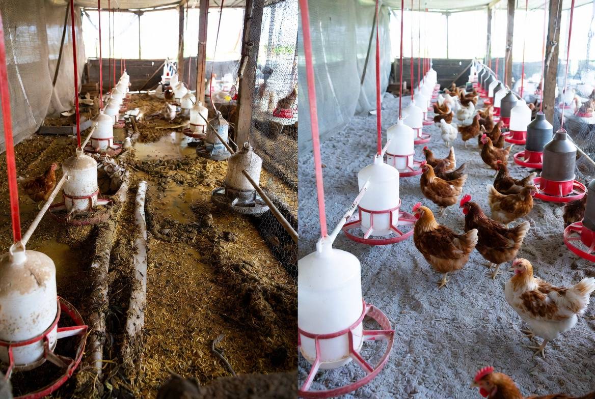 Saturday Poultry Tip ๐โจ
Clean Pen = Healthy Birds = More Profit!
A dirty poultry pen is an invitat...