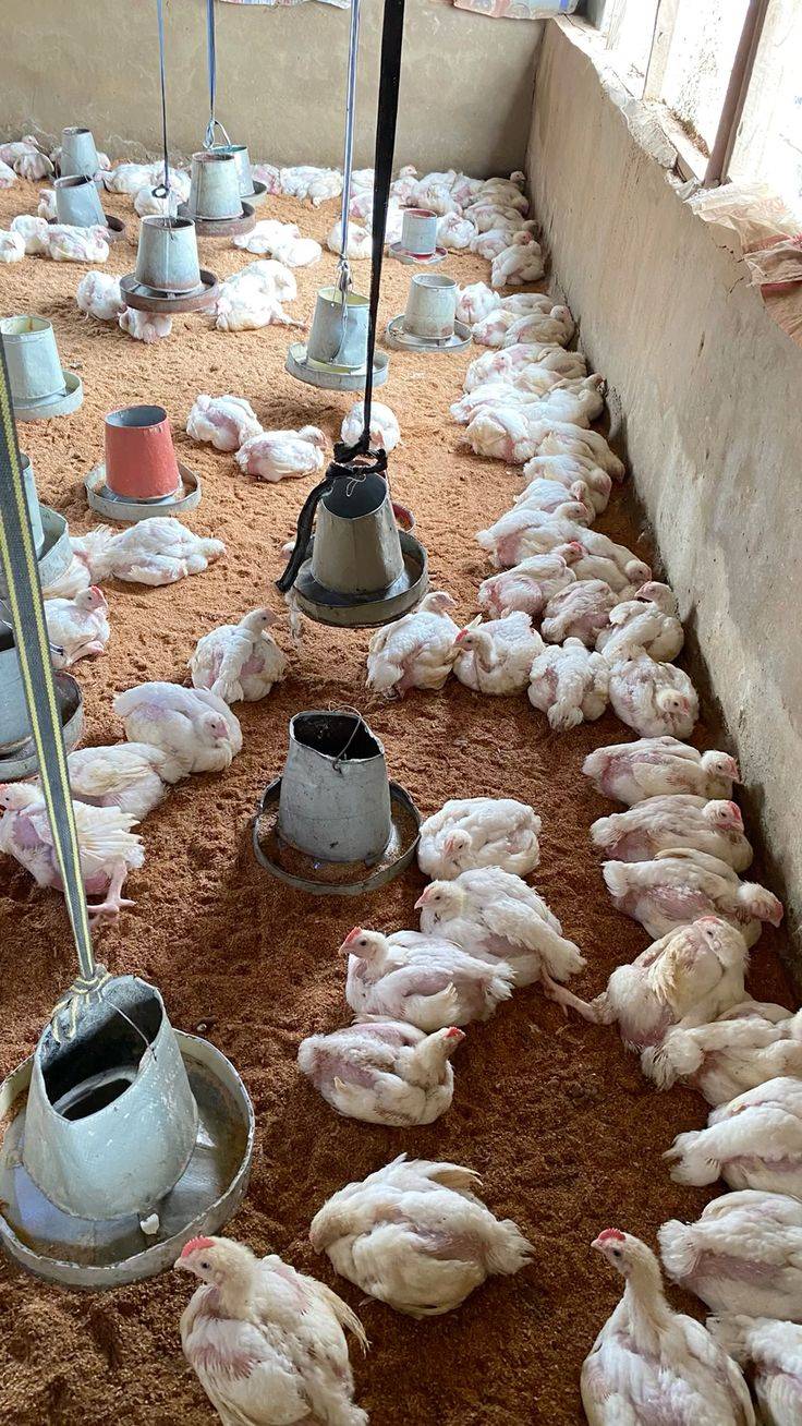 🚀 Monday Farm Motivation 🐔🐟🐷
New week, new opportunity to grow your farm!
This Week’s Focus Tip...