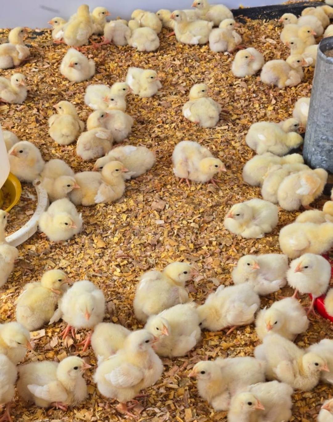 QUICK TIPš
Fellow farmers, hereās a simple way to check your birdsā health daily:
Sneak up quietly...