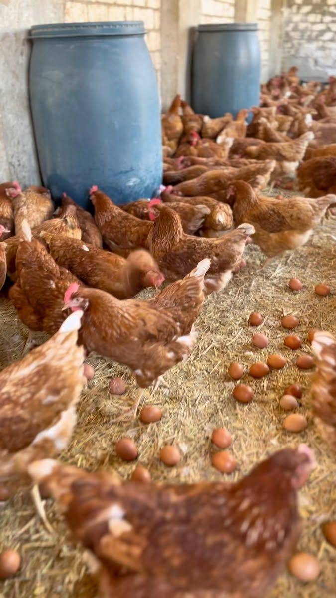 🚨 Farm Owners: Treat Your Staff Right & Watch Them Closely! 🐔
One staff mistake can wipe out your...