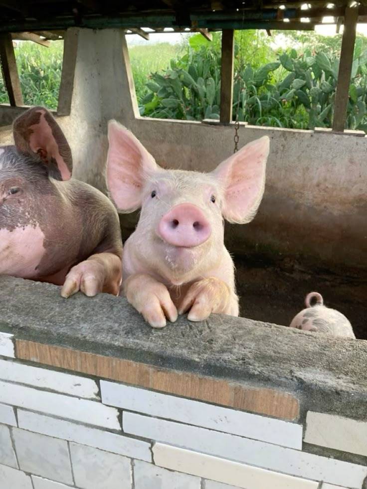 🚨The "Dirty Pig" Myth is a LIE!
🐷 Pigs are actually super clean! Given enough space, they natura...