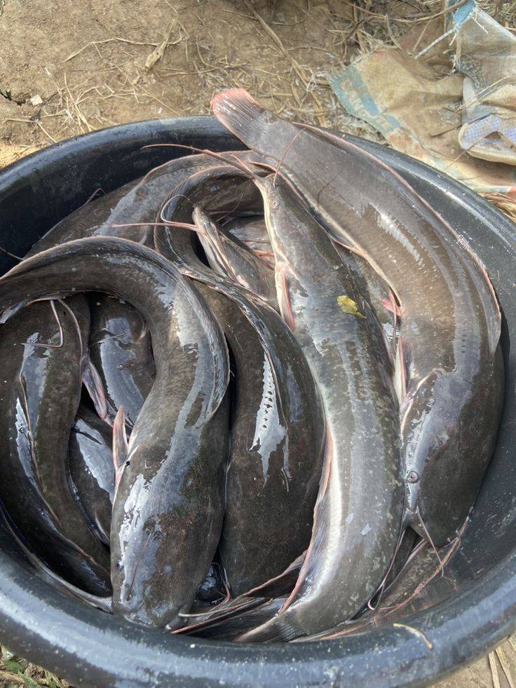 π¨ Aeration = Life for Your Fish! π
What is Aeration?
Adding oxygen to pond water so fish can brea...