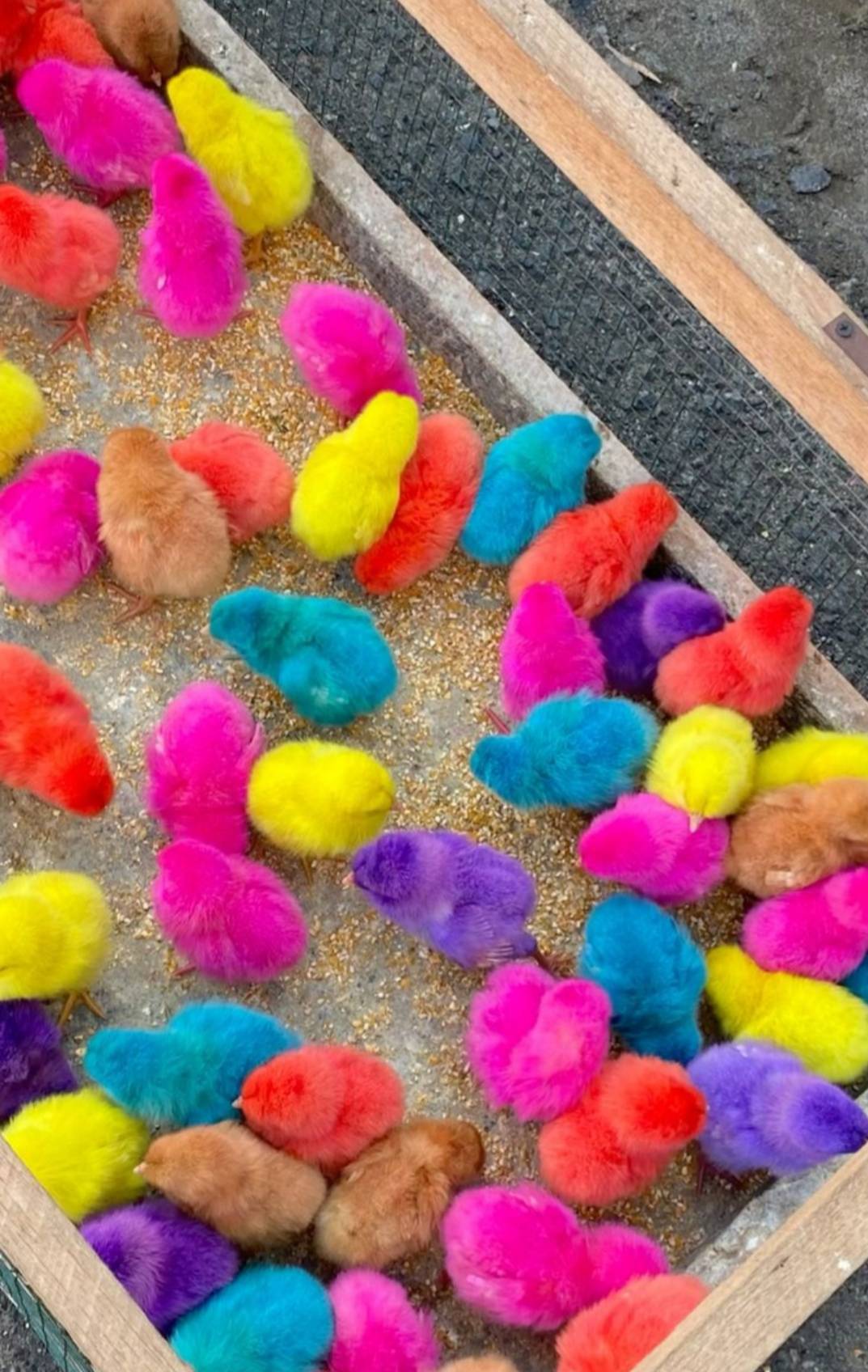 TODAY'S SECRET π€
π Magical Rainbow Chicks Spotted! π₯β¨
Are tiny chicks in bright pink, blue, pur...