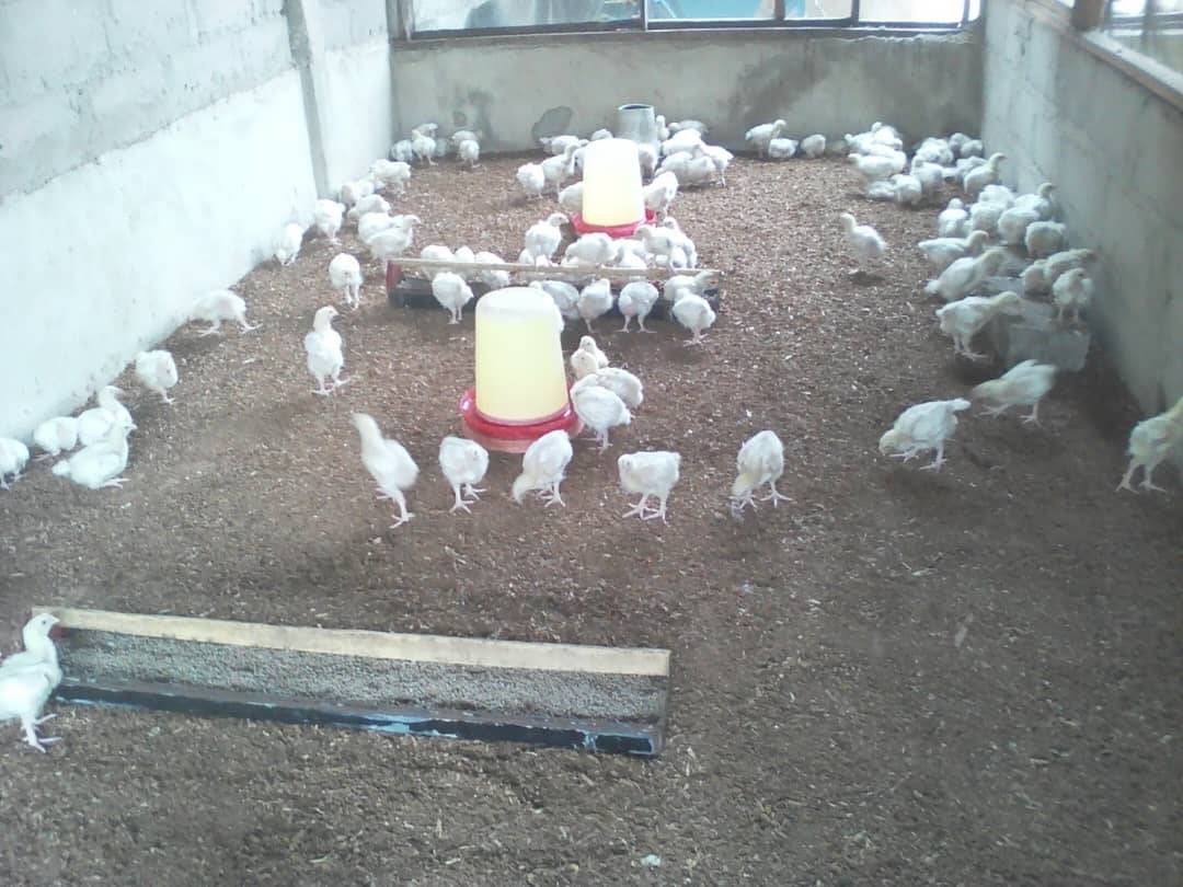I heard is Throwback Thursday ๐ฒ๐ฒ
The picture below was when I started my first journey of Agricult...
