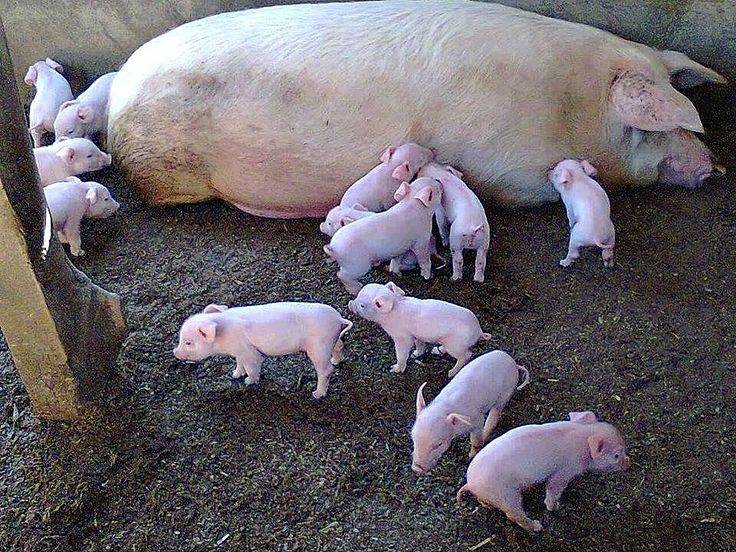🐖Pig Breeding Tip: When to Wean Piglets
What is Weaning?
Separating piglets from the sow so they st...
