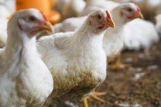 NEWCASTLE DISEASE VIRUS IN POULTRY:
Newcastle disease (ND) is a highly contagious and often severe...