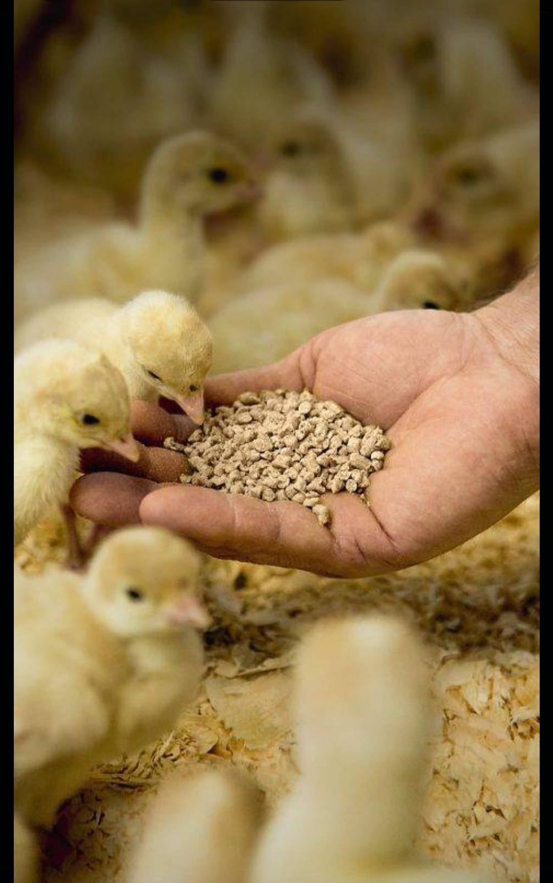 π« Poultry Feeding Mistake to Avoid!
Never switch birds straight from starter to finisher feed.
Sudd...