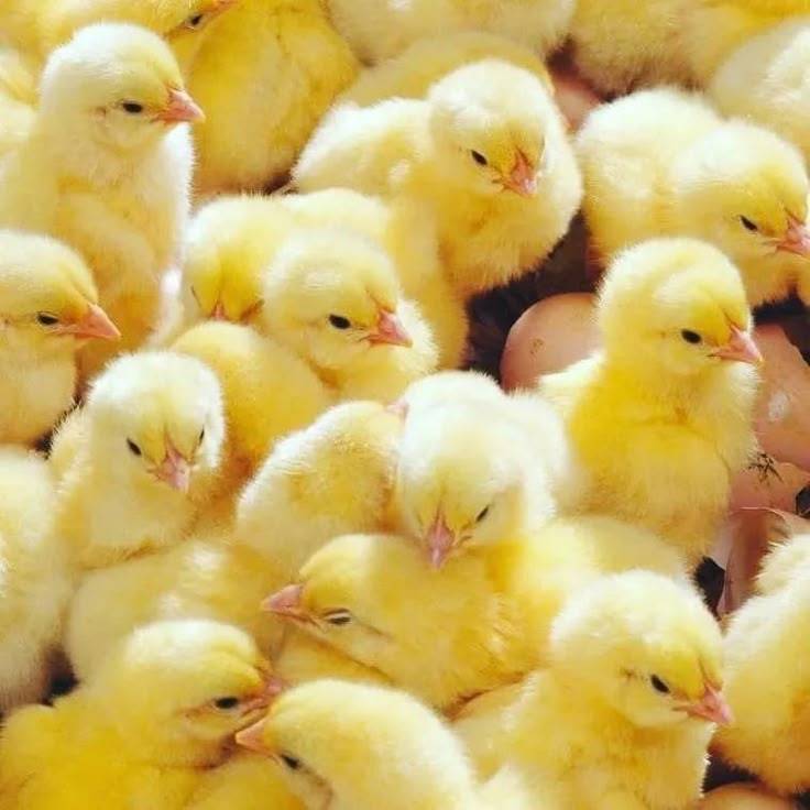 PROFIT IN POULTRY.
One of the biggest challenges poultry, fishery and piggery farmers face is deter...