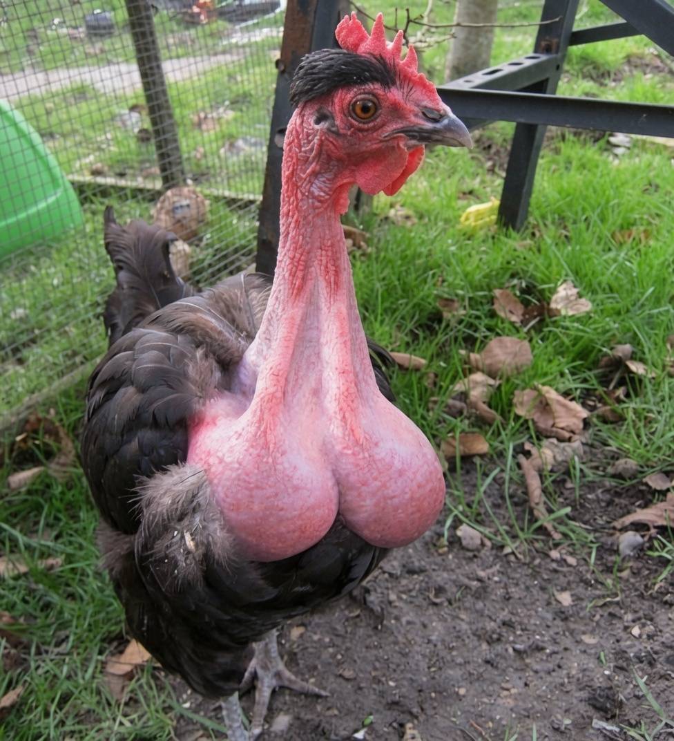 Ever heard of the Transylvanian Naked Neck chicken? ๐ฅ ๐ฅ