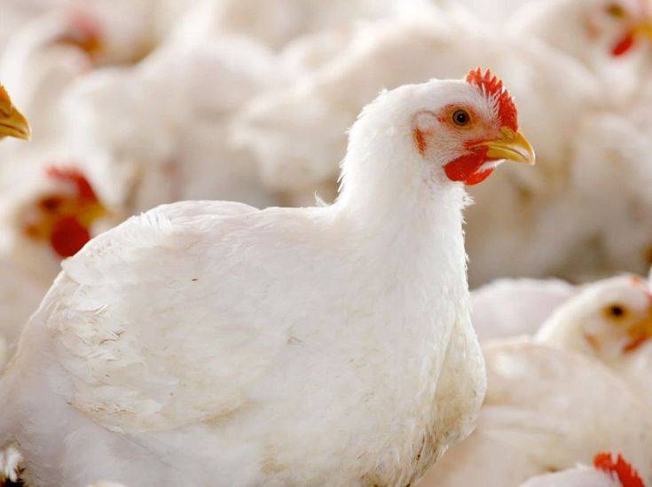 DISADVANTAGES OF ARTIFICIAL BOOSTERS IN POULTRY.
Artificial boosters are lab-made or chemically sy...