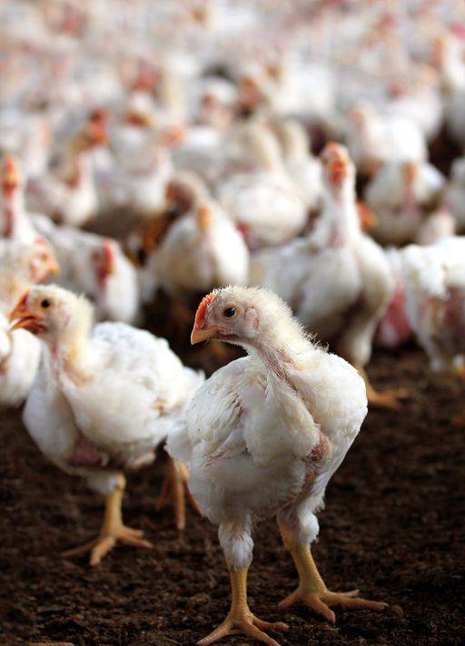 🚨Quick Tip for Broiler Farmers:
Once broilers are kept beyond three months, losses typically begi...