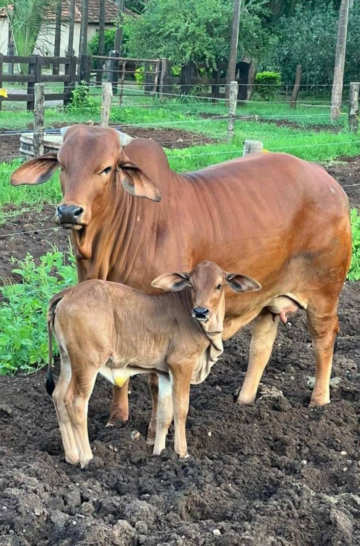 Many cattle farmers work hard but still lose money.
These common mistakes are often the reason:
๐ P...