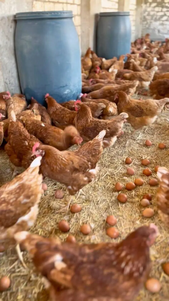 ago
🚨 Farm Owners: Treat Your Staff Right & Watch Them Closely! 🐔
One staff mistake can wipe out...