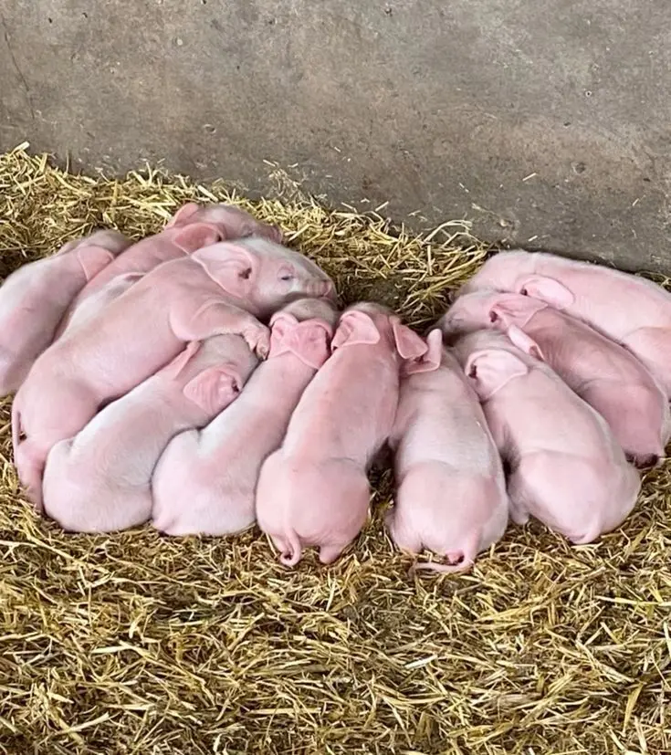 Newborn piglets are fragile. The first few days can determine whether they survive or not.
To take...