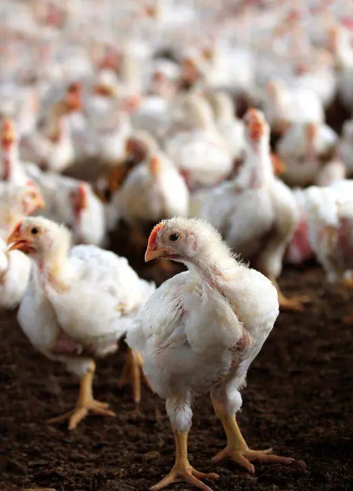 🚨Quick Tip for Broiler Farmers:
Once broilers are kept beyond three months, losses typically begi...