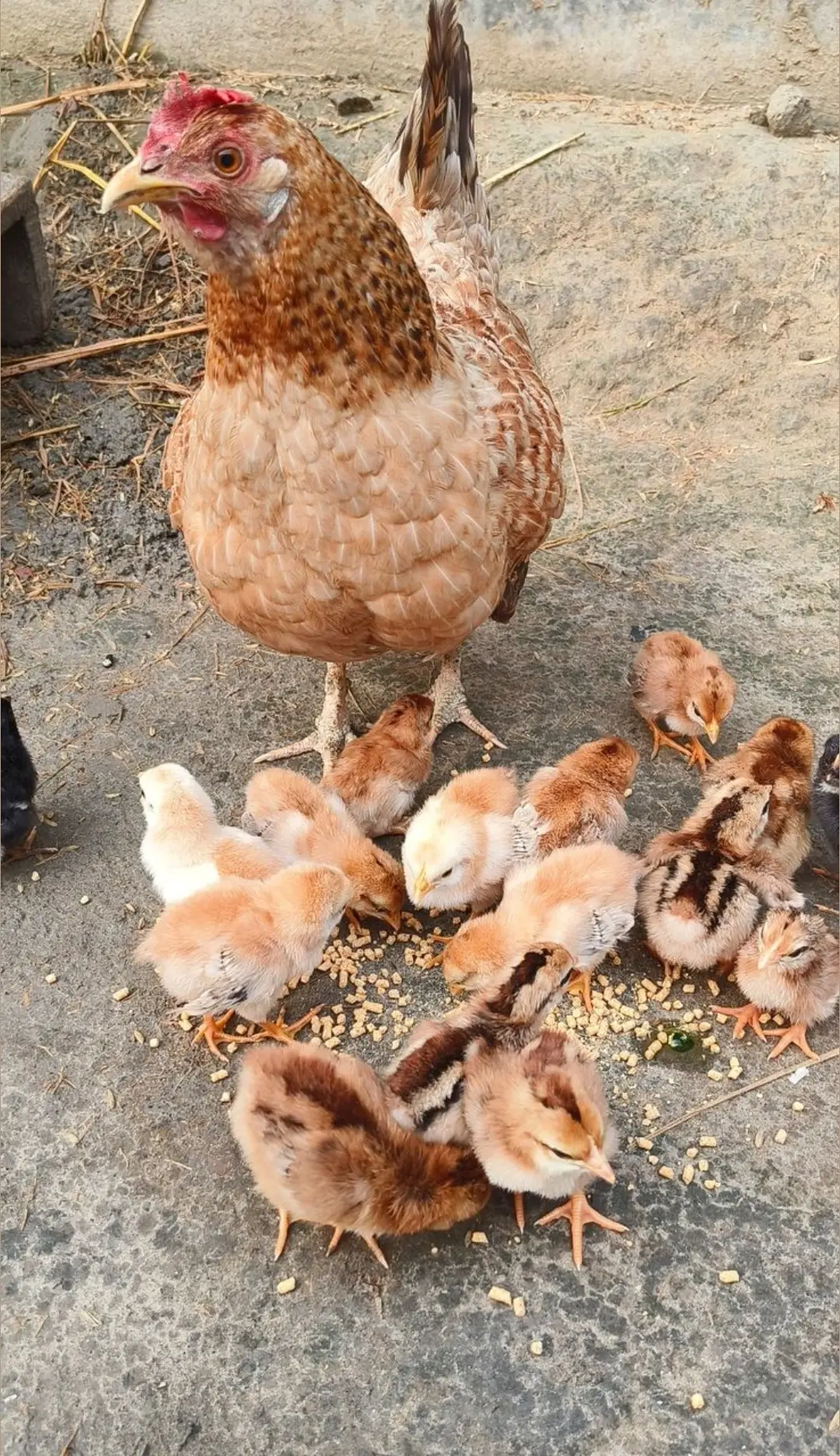 Poultry business will test you.
There will be days when the animals fall sick.
Days when the market...