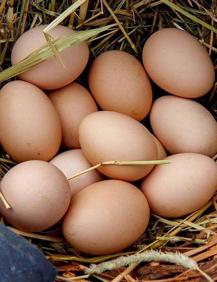 Simple tip many farmers ignore…
Always observe your animals before feeding them.
Before you pour fe...