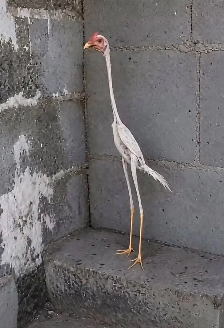 This is what will happen to your chicken if you don't learn from me or adhere to my advice. ๐ ๐๐ฅ...