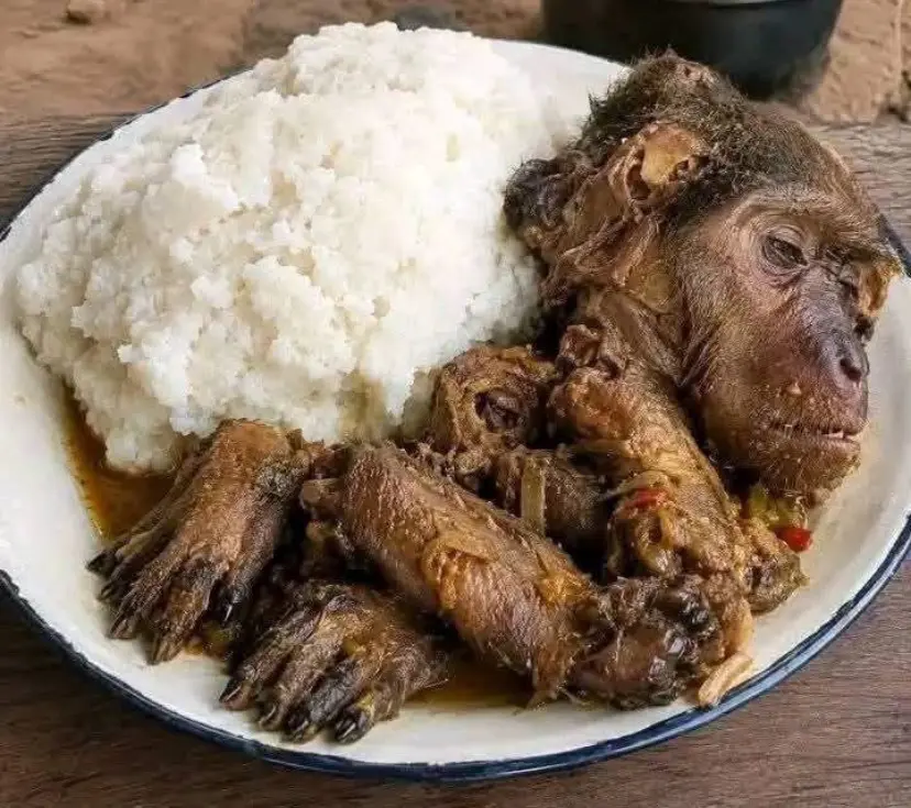 Dinner is served ☹️