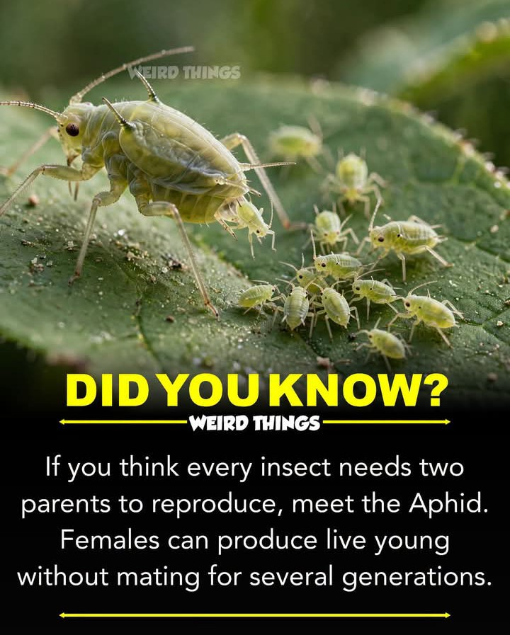 weird things