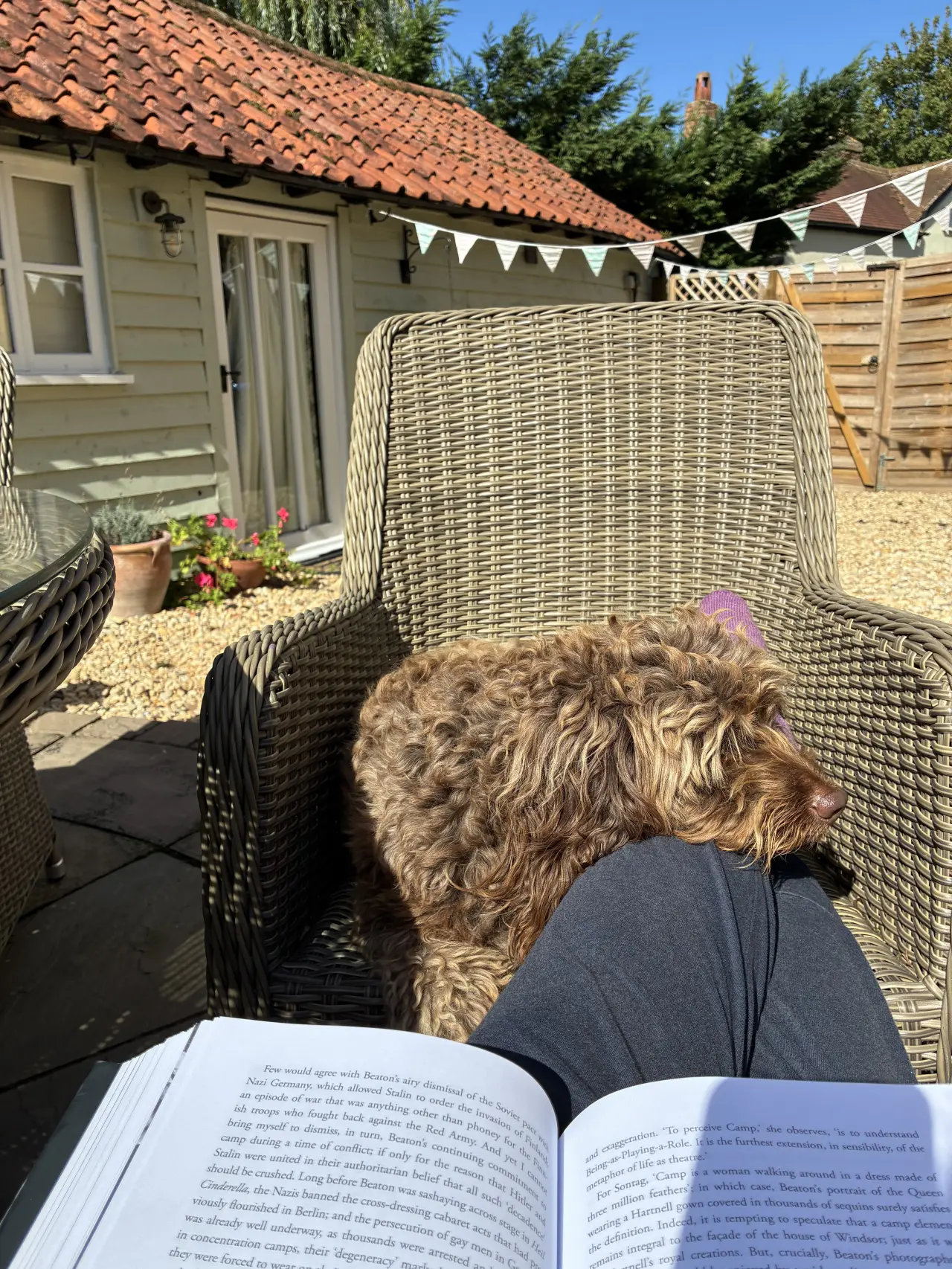 Lunch break goals ☀️📚🐶
