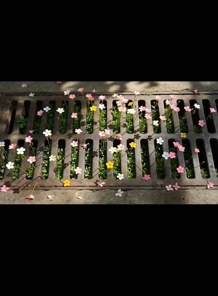 Fam, just take a look at this...

No garden. No attention.
But it's growing beautifully. 😍

If life...