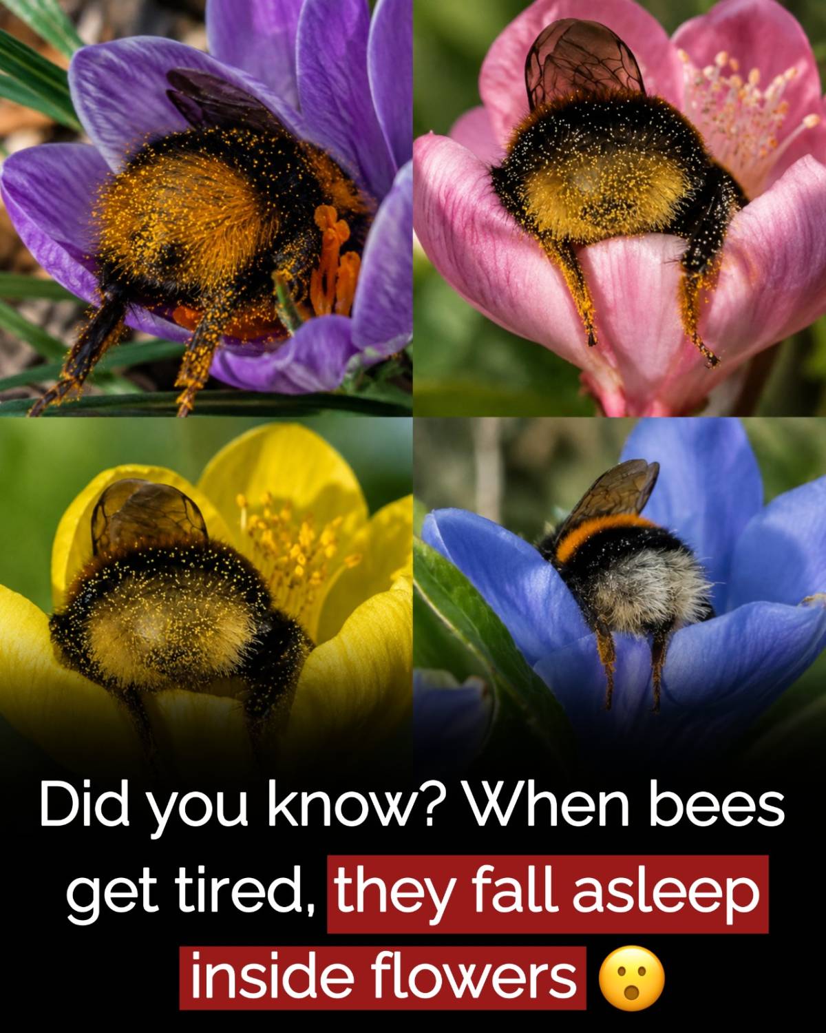 Even bees, as busy as they are, also find time to rest. Wow.