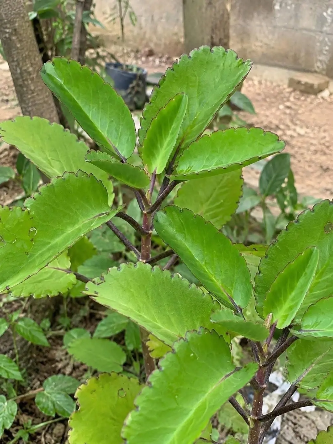 Have you seen this plant before? 🌿
This is Miracle Leaf, also known as Leaf of Life. It has tradit...