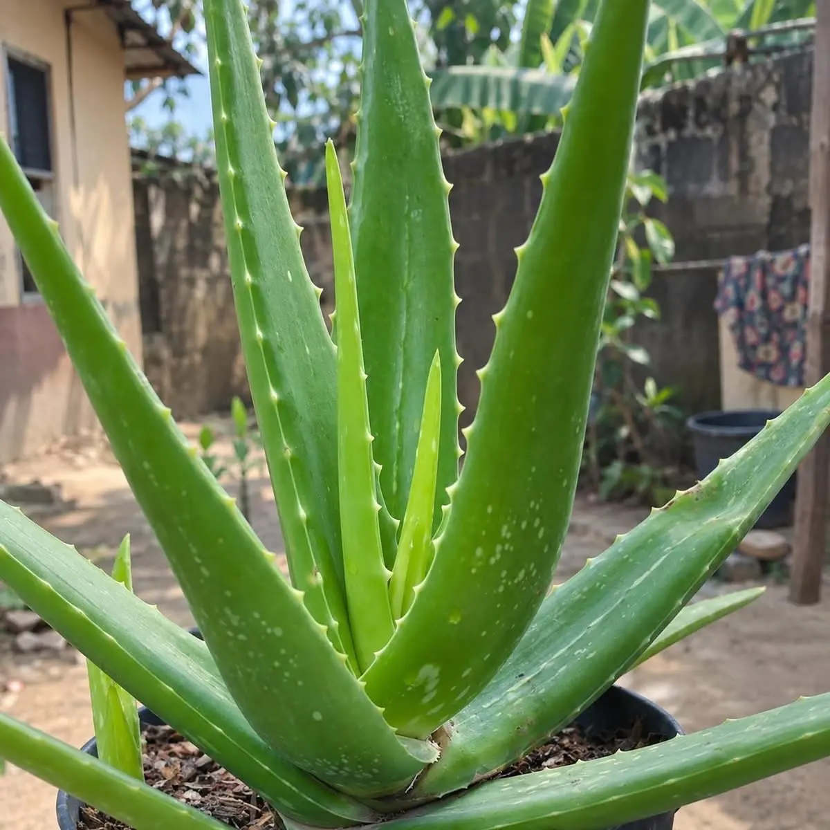 Aloe vera is one of those plants people use for almost everything. 🌿
I remember a time hot water p...