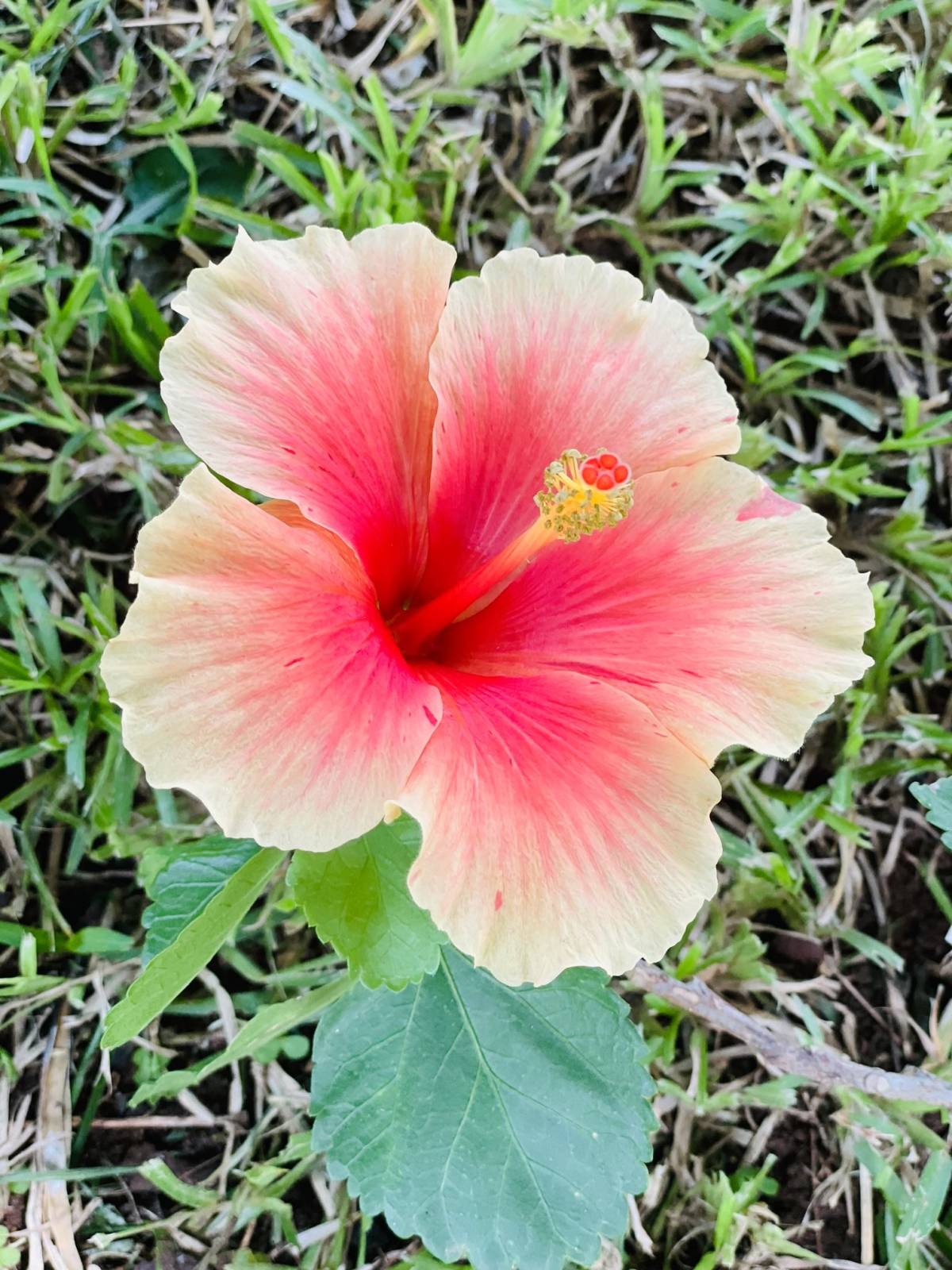 Nature Photography is an activity I enjoy so much.
Finally got a chance to share this beauty❤️