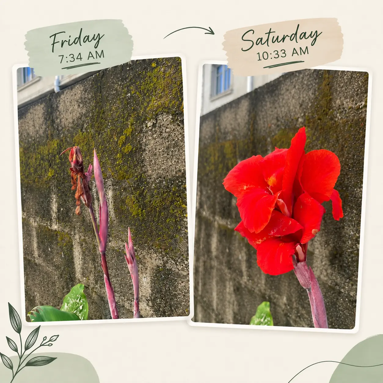 Good morning, family. 🌺
Funny how everybody notices a flower when it’s in full bloom.
Last Saturd...