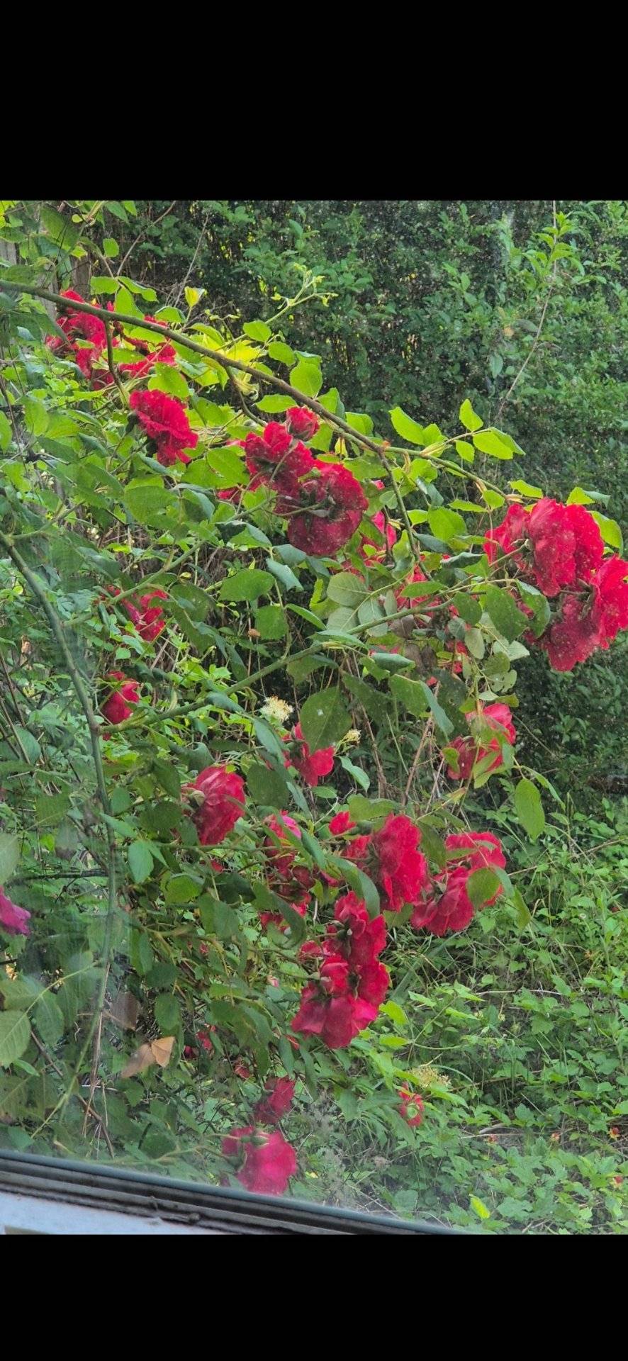Does anyone else love admiring the flowers in a garden? ๐ฅน๐